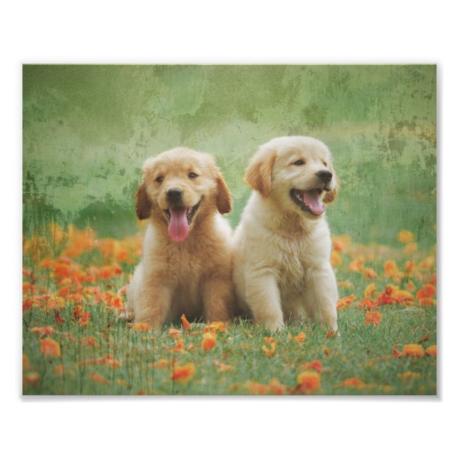 Golden Retriever-valpar Fototryck (Framsidan)