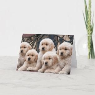 Golden Retriever-valpar Kort