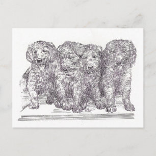 Golden Retriever-valpar Vykort