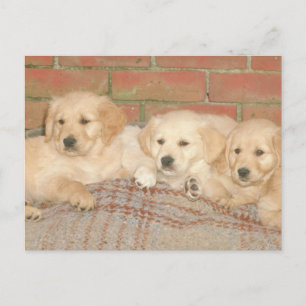 Golden Retriever-valpar Vykort