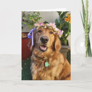 Golden Retriever vår eller vardagskort Kort