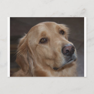 Golden Retriever Vykort
