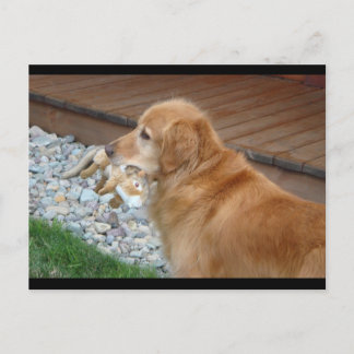 Golden Retriever Vykort