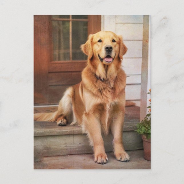 Golden Retriever Vykort (Framsida)