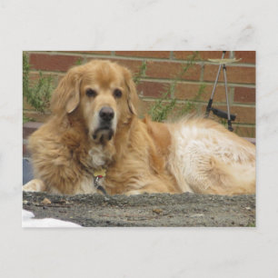 Golden Retriever Vykort