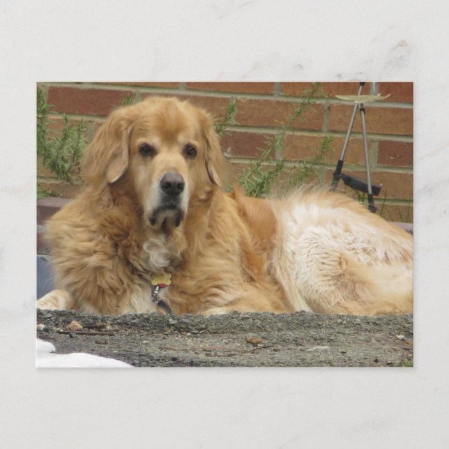 Golden Retriever Vykort (Framsida)