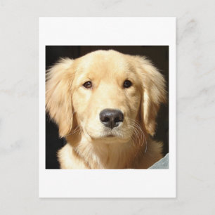 Golden Retriever Vykort