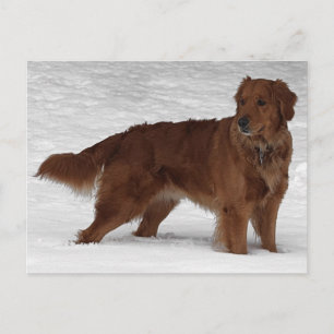 Golden Retriever Vykort
