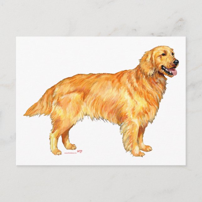 Golden Retriever Vykort (Framsida)