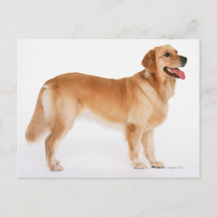 Golden Retriever Vykort