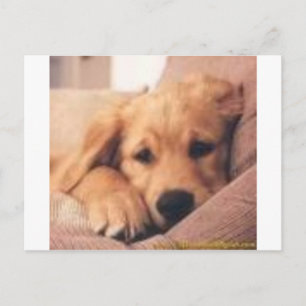 golden retriever vykort