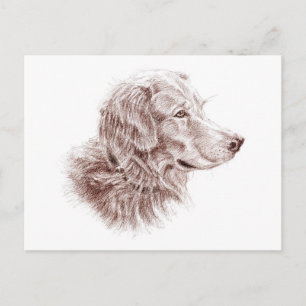 Golden Retriever Vykort