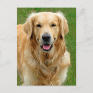 Golden Retriever Vykort