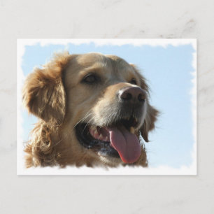 Golden Retriever-vykort Vykort