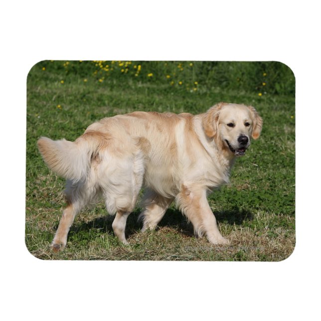 Golden Retriever Walking Magnet (Horisontell)
