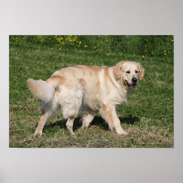 Golden Retriever Walking Poster (Framsidan)
