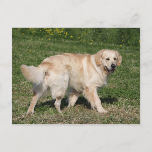 Golden Retriever Walking Vykort