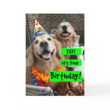 Golden Retriever Yay Din födelsedag