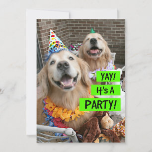 Golden Retriever Yay Yay Det är en inbjudan till f
