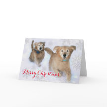 Golden Retrievers Dash Thru vid Snö-julen