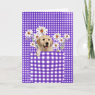 Golden Retrievers in Gingham Pocket Card Kort