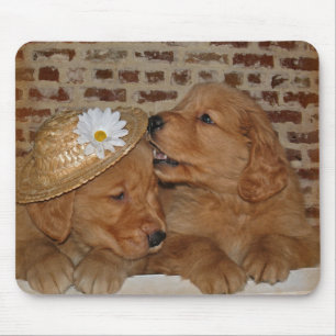 Golden Retrievers Musmatta
