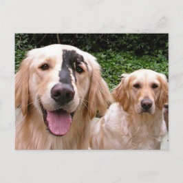 Golden Retrievers Peter Fox and Mom Postcard Vykort