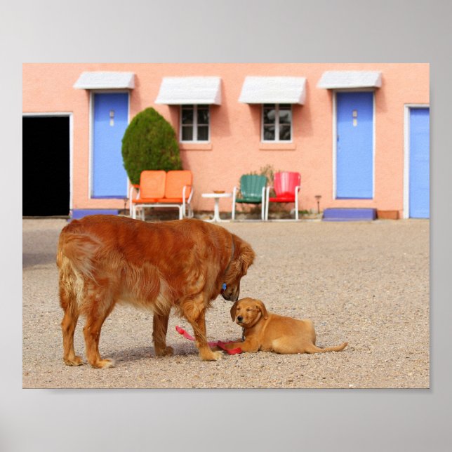 Golden Retrievers vid Blue Svälj Motel Poster (Framsidan)
