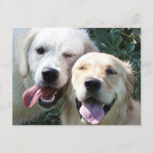 Golden Retrievers vycard Vykort