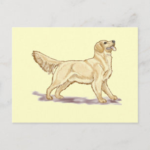 Golden Retrievers Vykort