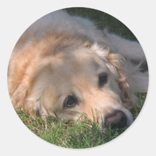 Golden Retriver på fotopat Runt Klistermärke