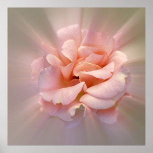 Golden rosa poster