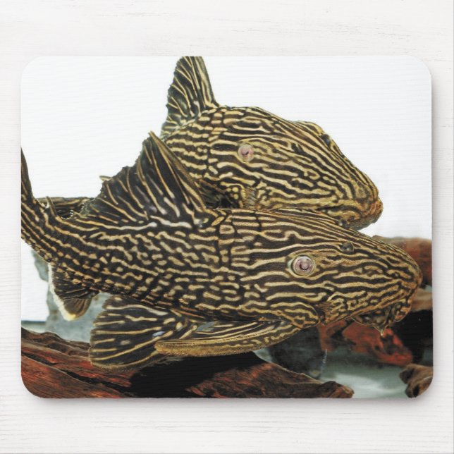 Golden Royal Plecoのマウスパッド Musmatta (Framsidan)