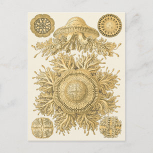 Golden Sea Creates Vykort