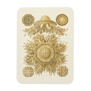 Golden Sea Creatys Magnet
