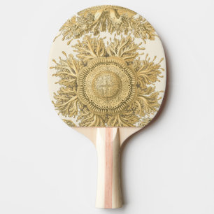 Golden Sea Creatys Pingisracket