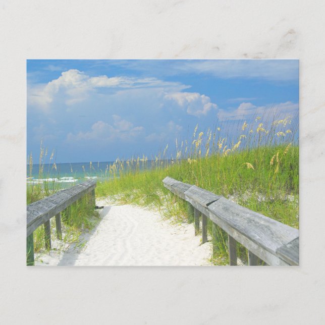 Golden Sea Oats Vykort (Framsida)