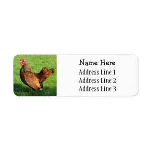 Golden Sebright Tupp Pet Chicken Returadress Etikett