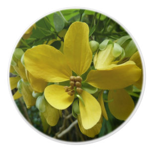 Golden Shower Träd Tropical Gult Blommigt Knopp