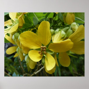Golden Shower Träd Tropical Gult Blommigt Poster
