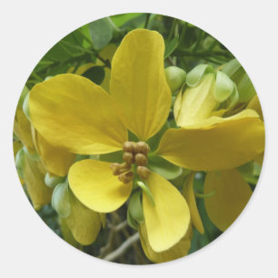Golden Shower Träd Tropical Gult Blommigt Runt Klistermärke