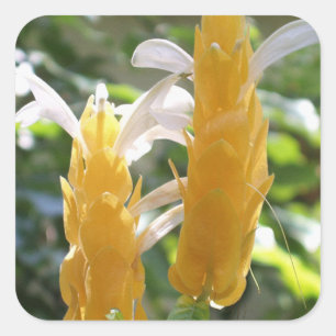 Golden Shrimp Plant Flowers Sticker Fyrkantigt Klistermärke