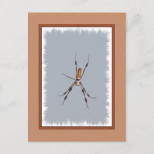 Golden Silke Orb-Weaver Vykort