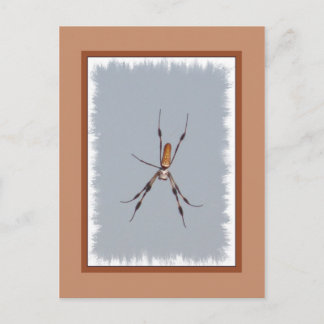 Golden Silke Orb-Weaver Vykort