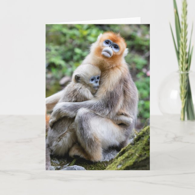 Golden Snub-Nested Monkey med Baby Kort (Framsida)