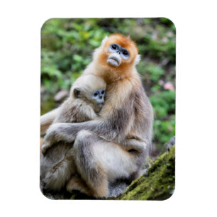 Golden Snub-Nested Monkey med Baby Magnet