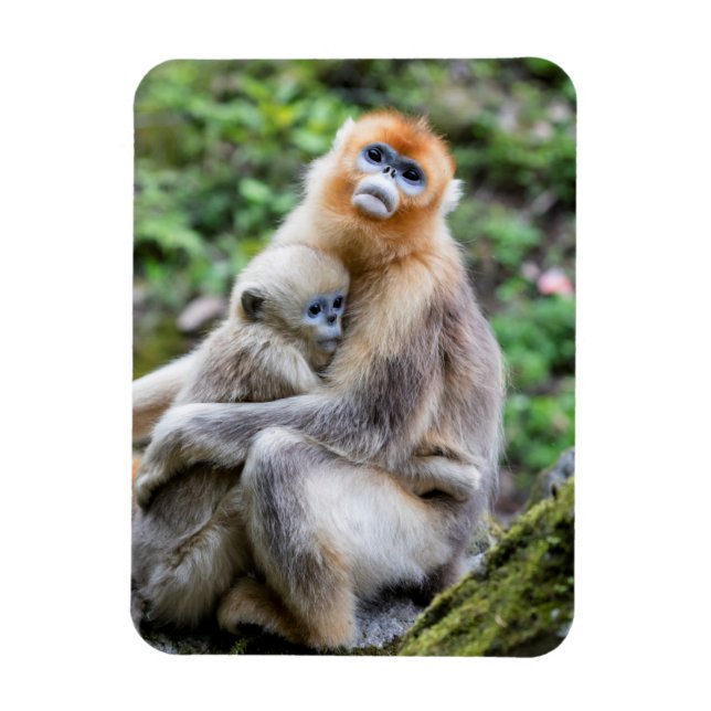 Golden Snub-Nested Monkey med Baby Magnet (Vertikal)