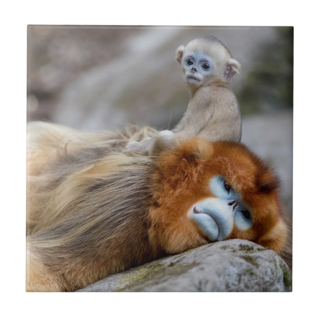 Golden Snub-nosad Monkey Pappa med Baby Kakelplatta (Framsidan)
