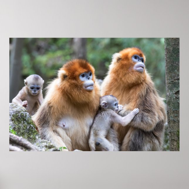 Golden Snub-nosed Monkey Family Poster (Framsidan)