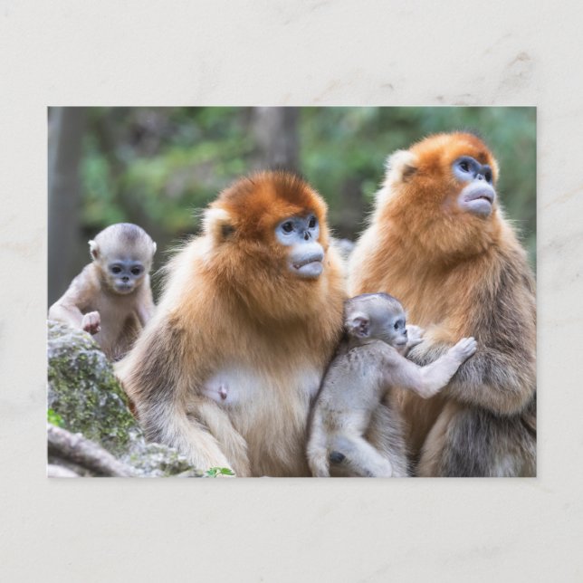 Golden Snub-nosed Monkey Family Vykort (Framsida)